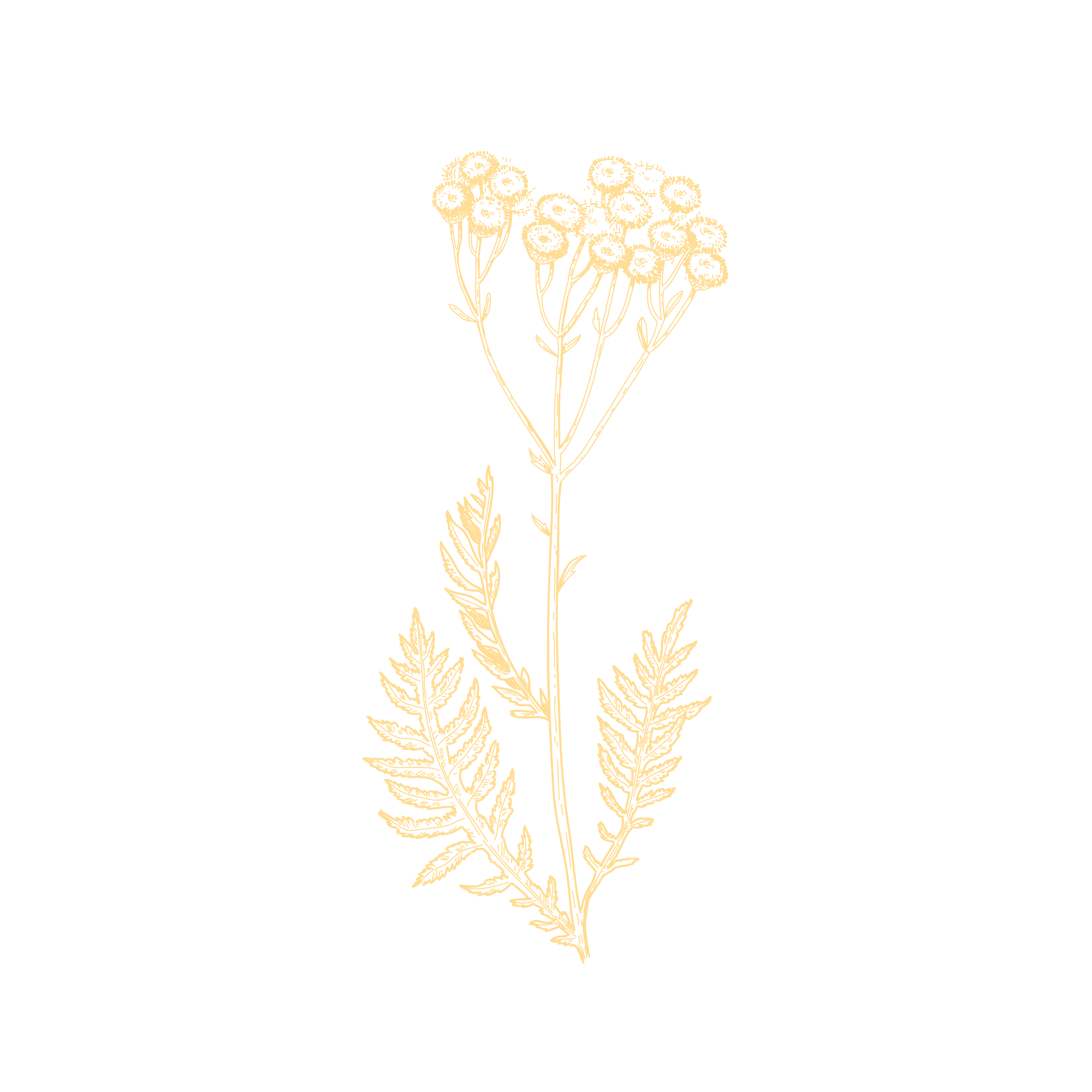 fiore giallo
